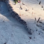 Vídeo de jiboia rastejando na areia de praia em Alagoas viraliza nas redes sociais