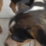 Duas mulheres são indiciadas por maus-tratos a cães após morte de animal em Maceió