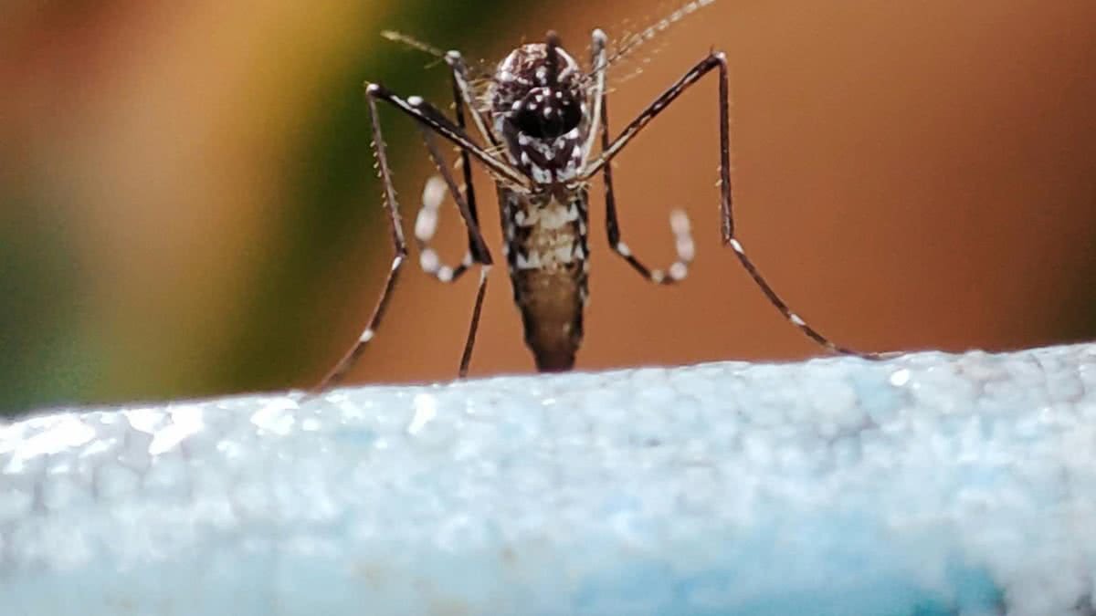 Alagoas registra mais de 10 mil casos prováveis de arboviroses e oito mortes em 2026